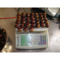 Liaoning fresh chestnut para la venta